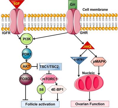 Regulation of ovarian function by growth hormone: Potential intervention of ovarian aging